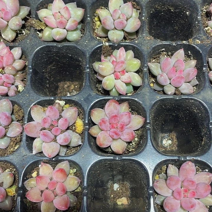 小虞美人2.8带土发