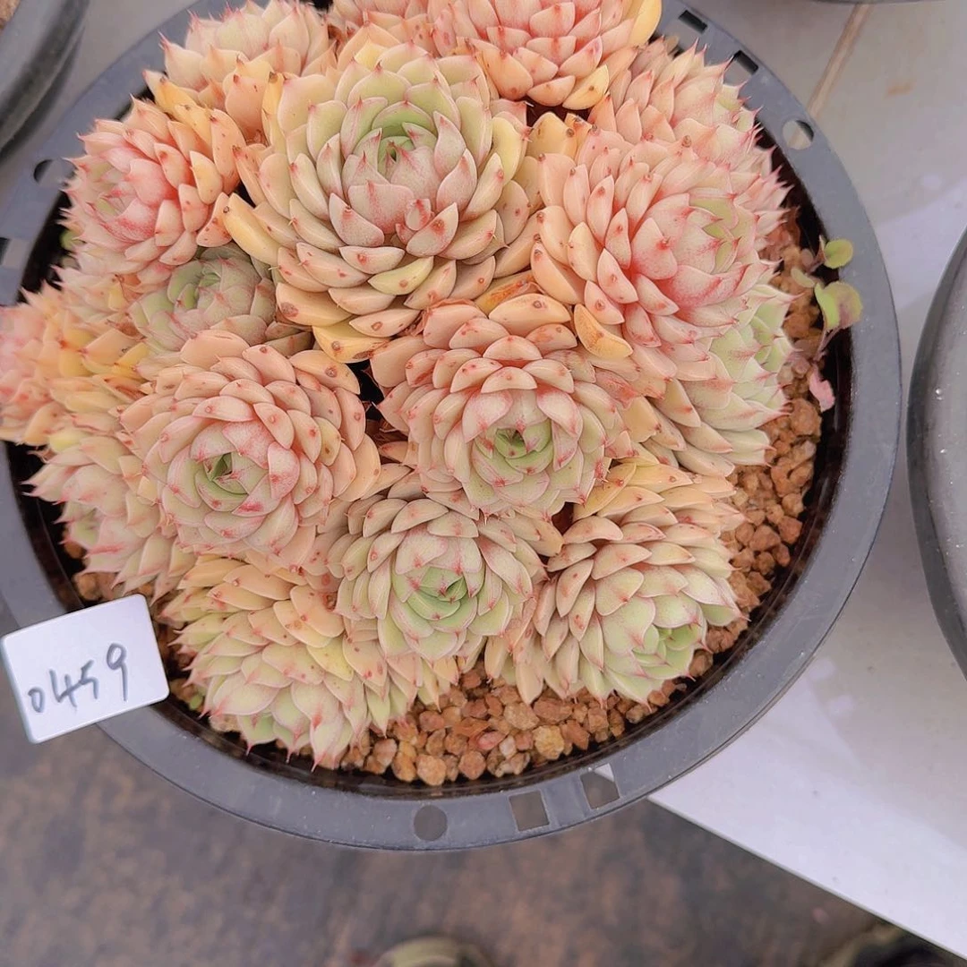 梅****h0459本巴多肉植物