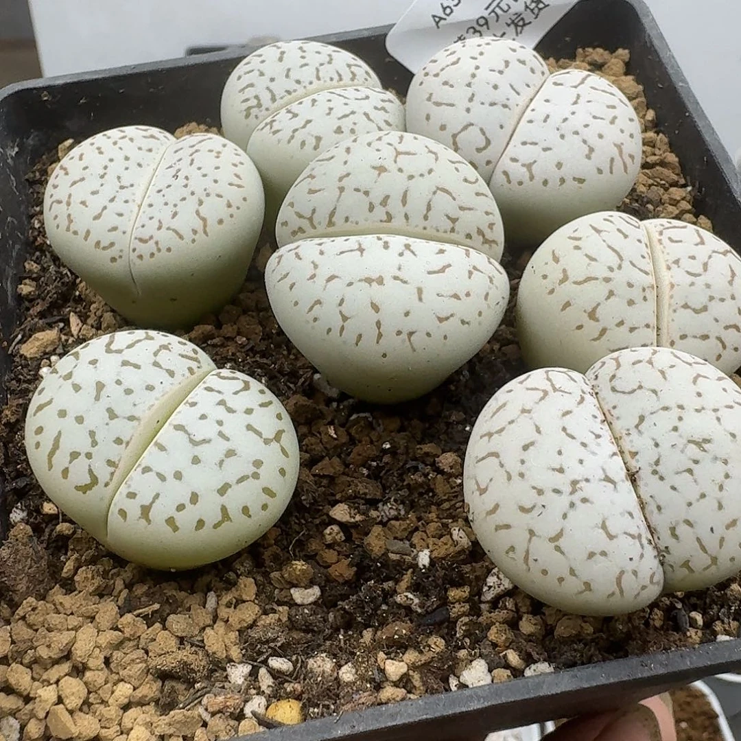 639腿略高哈哈哈哈哈哈