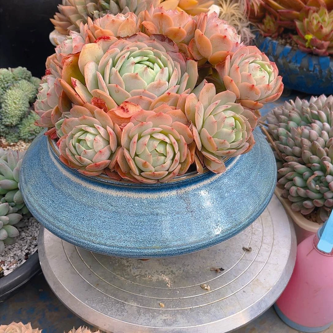 无*多肉植物保护研究所