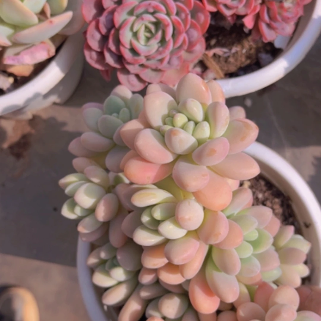 【闪购商品】香水洛神09150