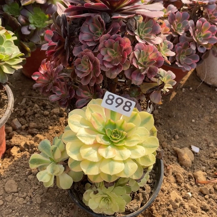 无花朵817多肉植物组合无售后