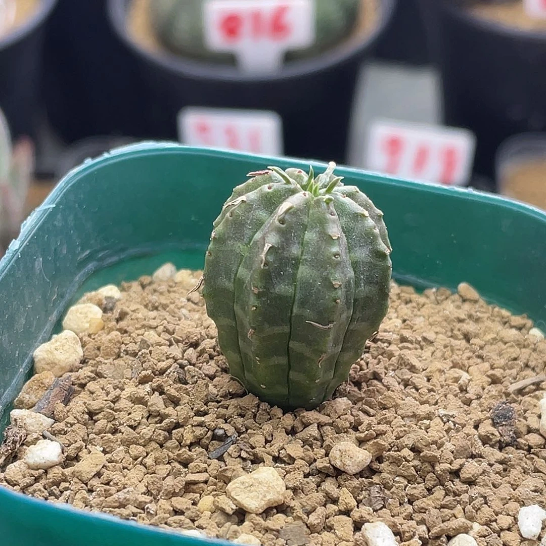 实生无刺坤坤法丽达仙人球