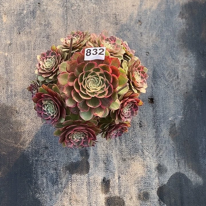 你***姨832粉花妖冠服25公分