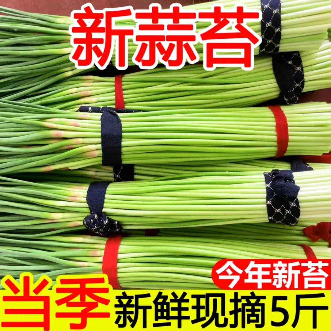 2025年新鲜蒜苔 次日发货香脆可口