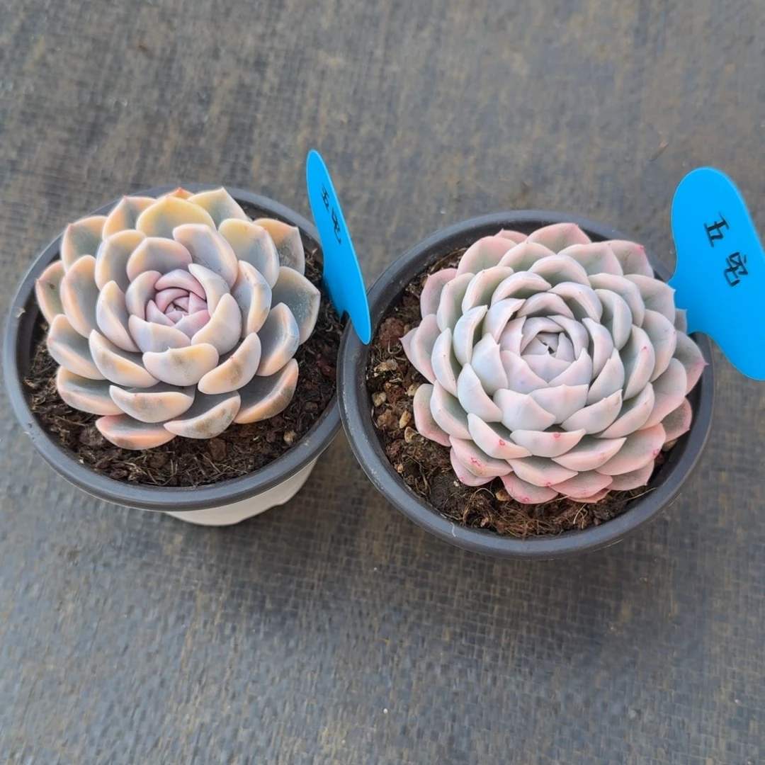 五****汉堡锦雪球锦锦上园艺一物一拍