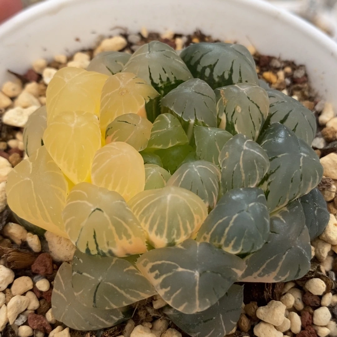 291湖水玉露锦一物一拍