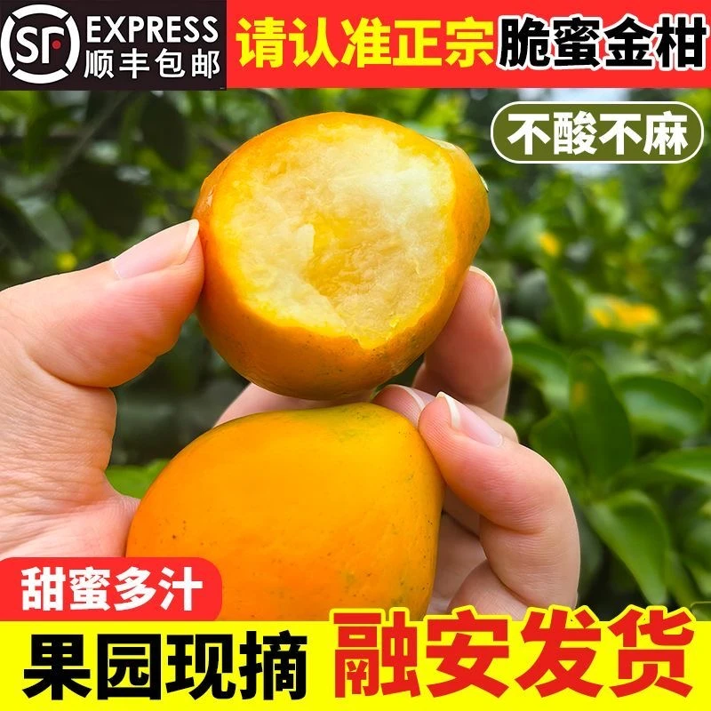 顺丰包邮广西融安第三代脆蜜金柑当季现摘新鲜水果爆甜金桔