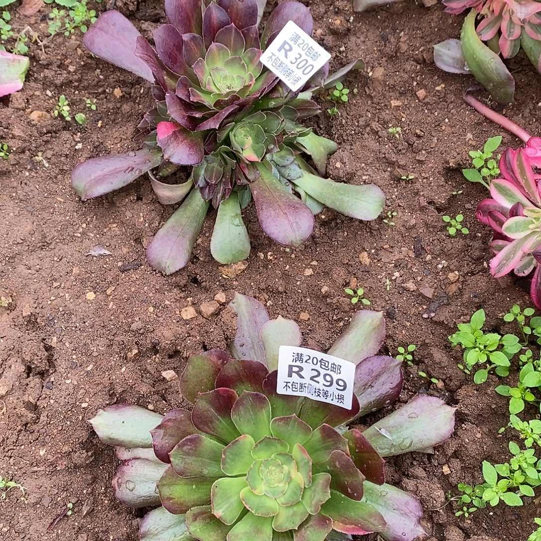 299300韶羞七彩多肉法师锦量拍