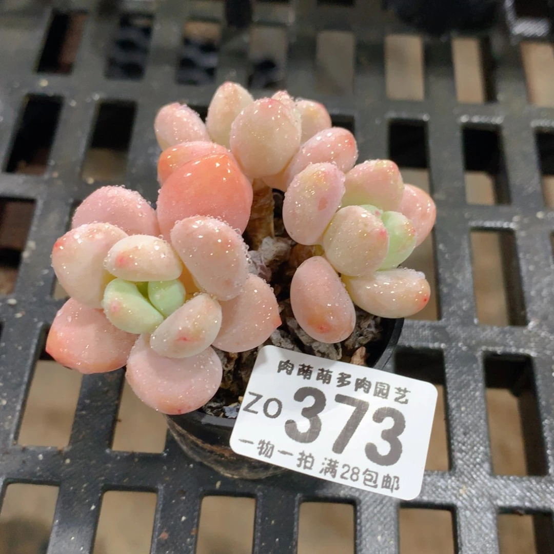 肉萌萌拇指盆精控多肉ZO373