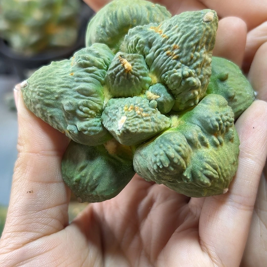 晚11号根芽村主怒7.8公分宽尤