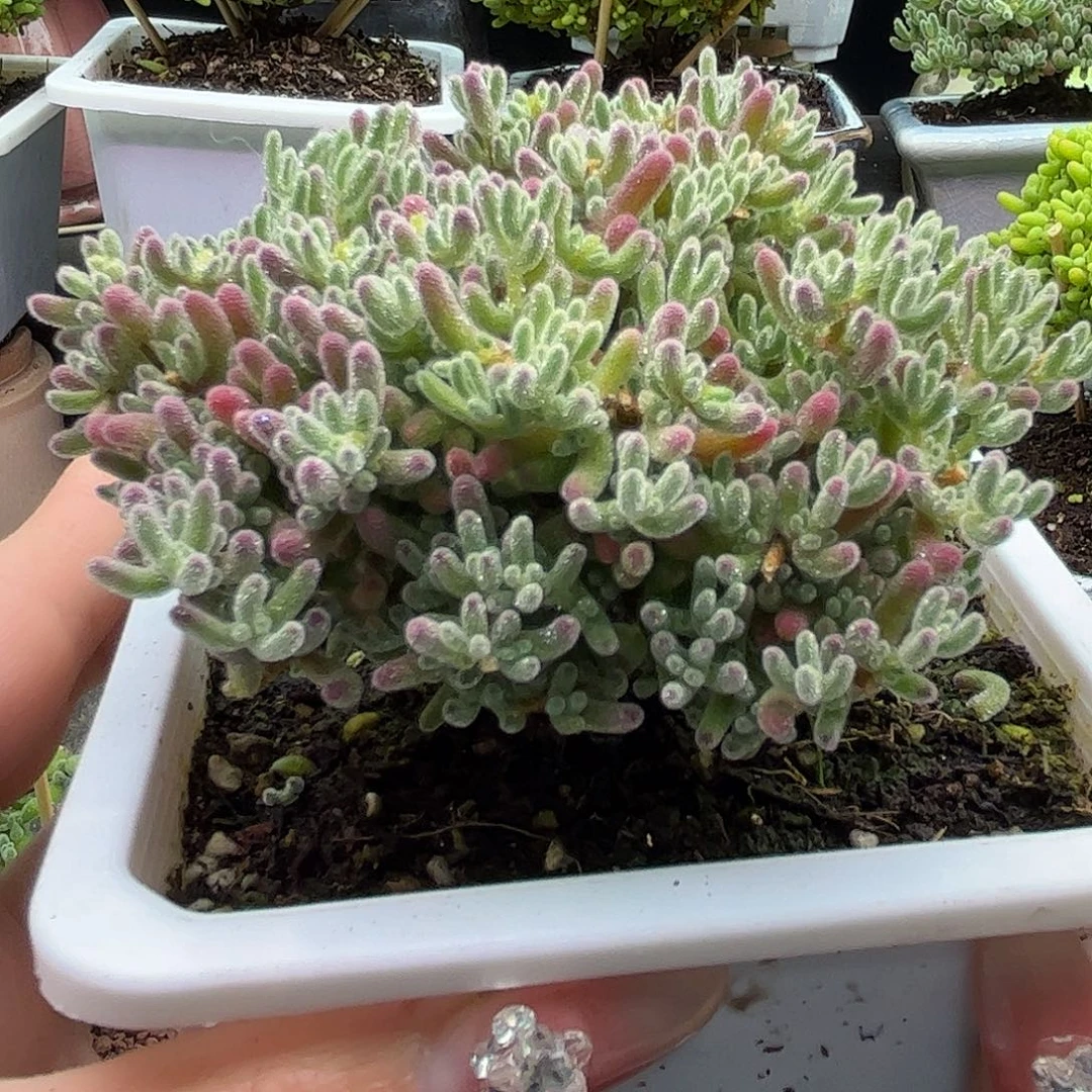 12冰晶优选枝干番杏