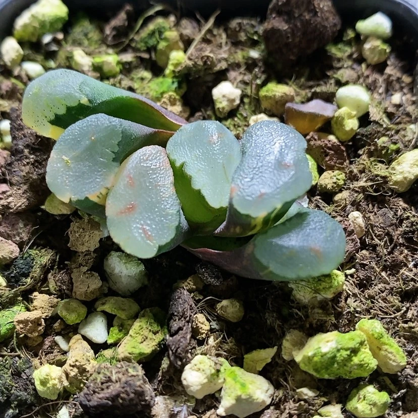 【闪购商品】博**艺1红宝石