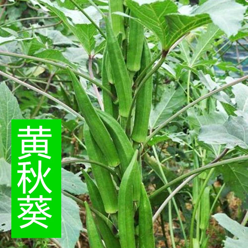 秋葵苗秧水果苗秧苗红绿黄秋葵大花四季春秋阳台盆栽寿光蔬菜幼苗
