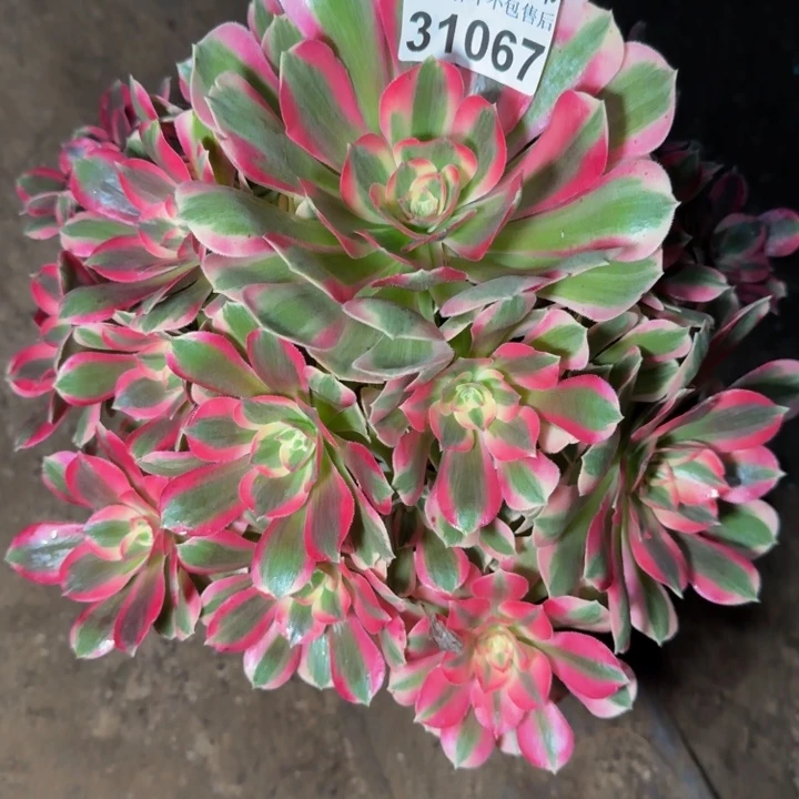31067女郎多肉植物