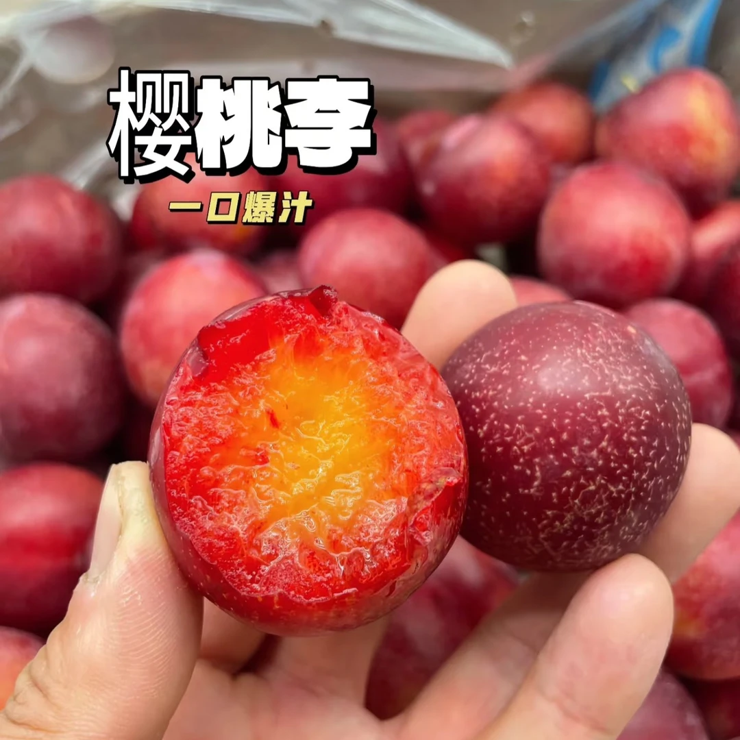 【老沙严选】智利空运雪山牌3J爆汁高甜樱桃李礼盒2/4斤（皮带微酸）