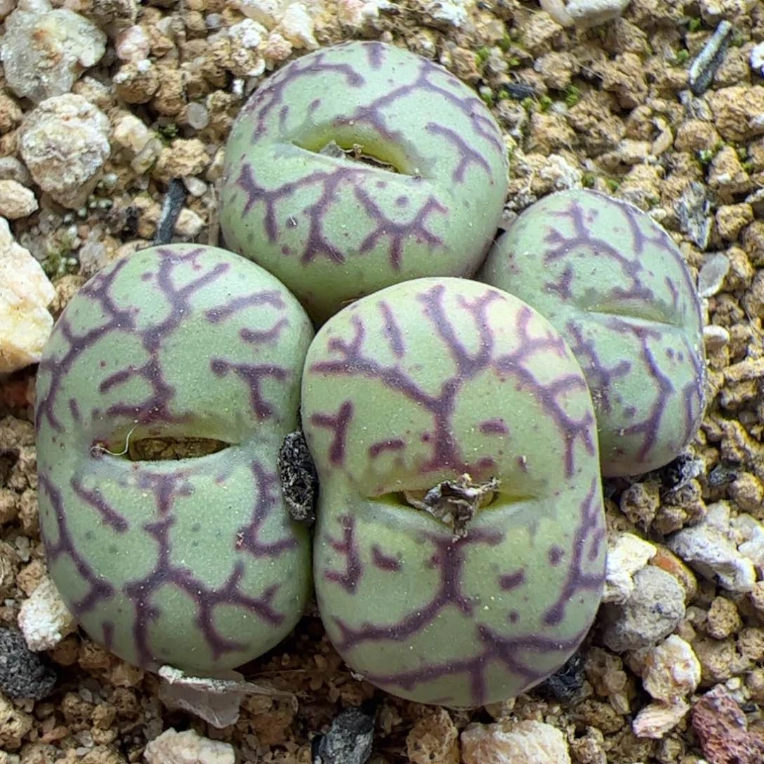 大家过年好22680