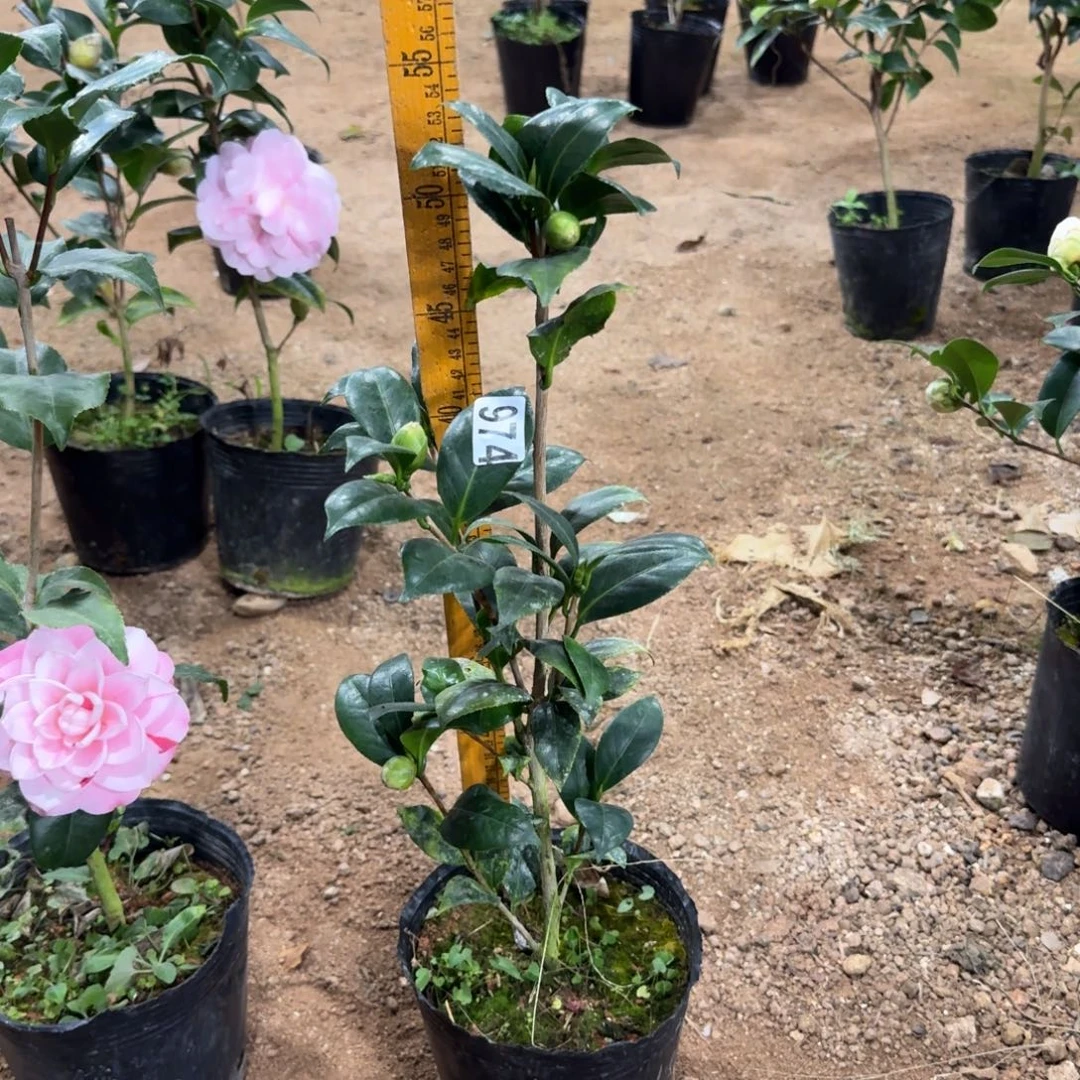 少量花朵（建议范围：2朵-5朵 或40%以下）974黄达