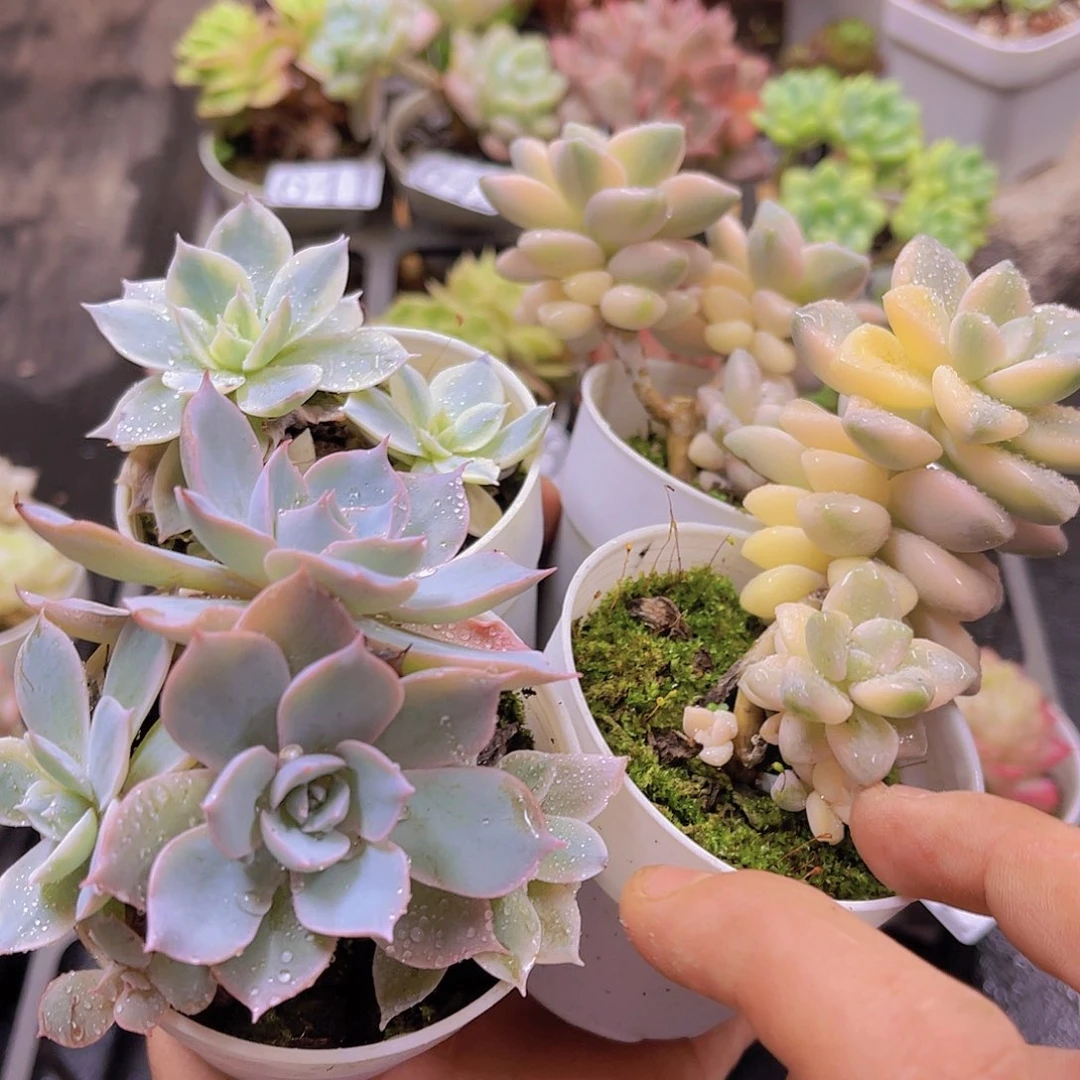 无花朵土培栽种植物