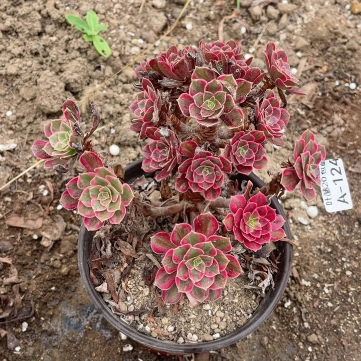 124安娜多肉123456789