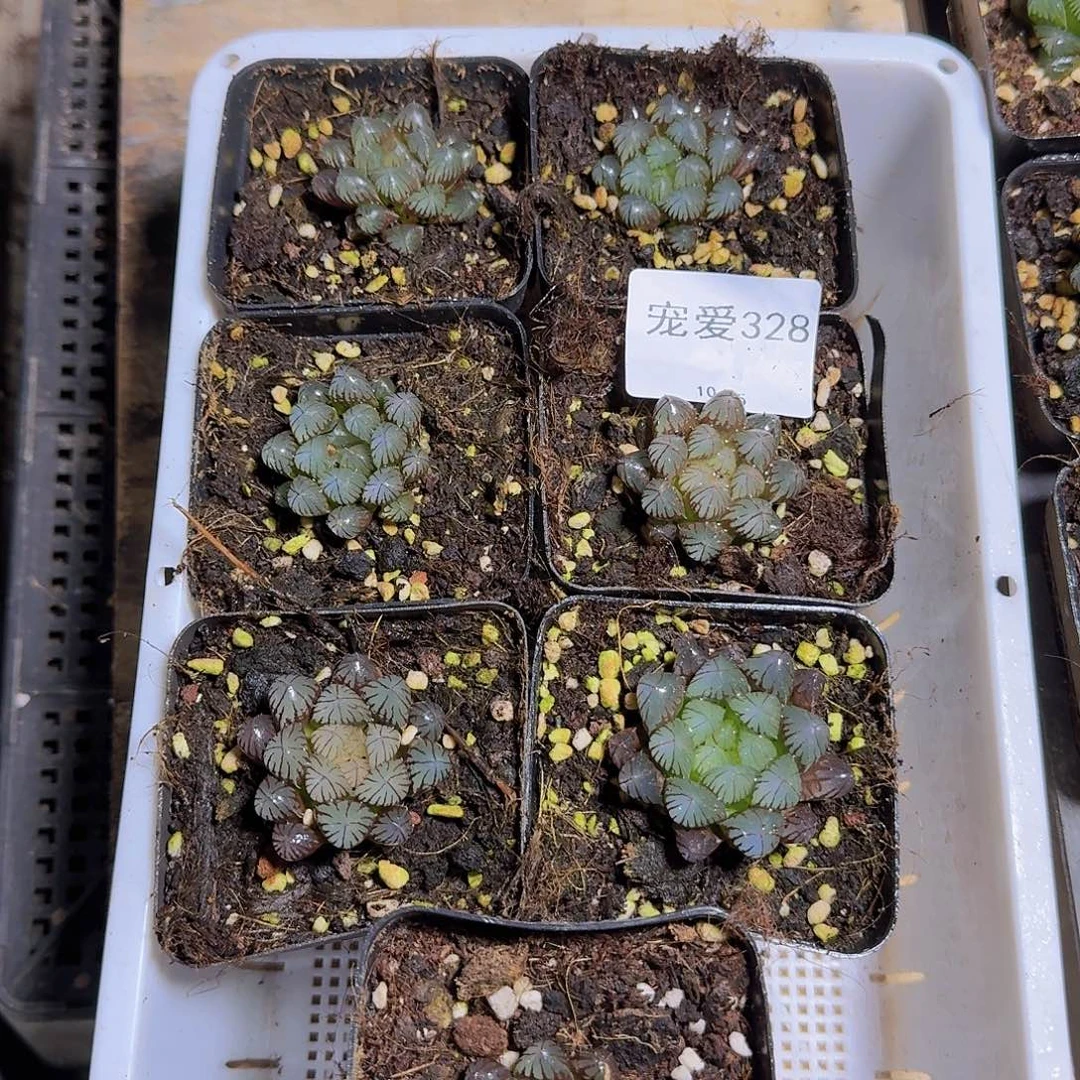 直播福利一物一拍328