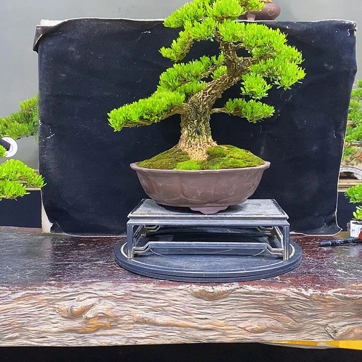 无花朵黄杨盆景四季常青