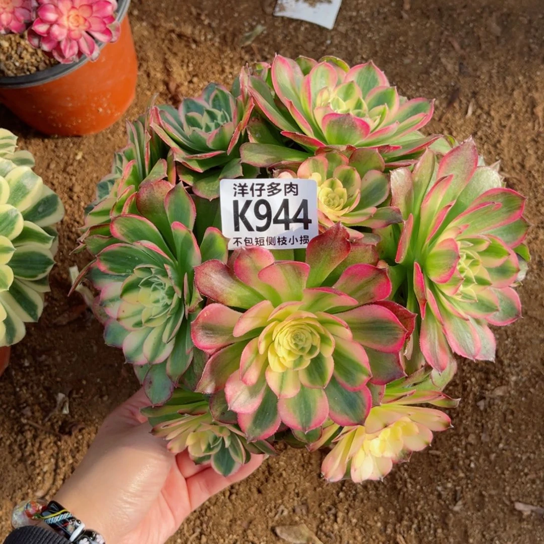 944海王 冠幅20左右