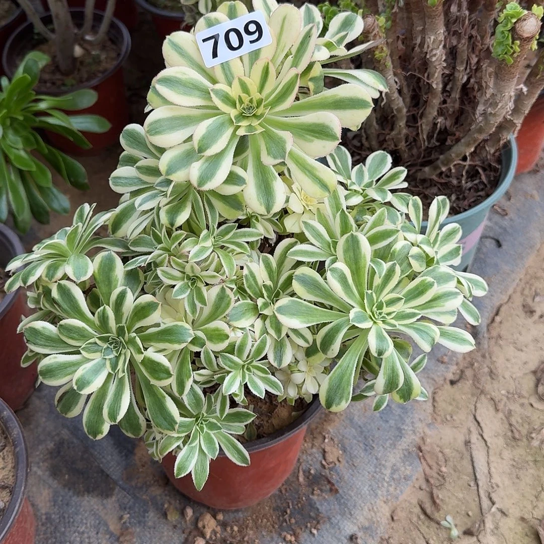 砍头群保时捷709号的