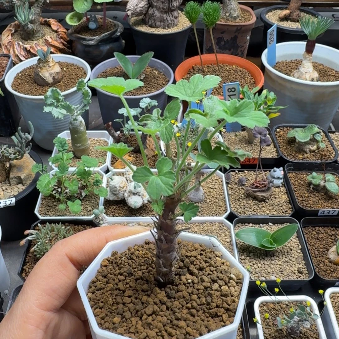 武裂叶洋葵441 仙人球