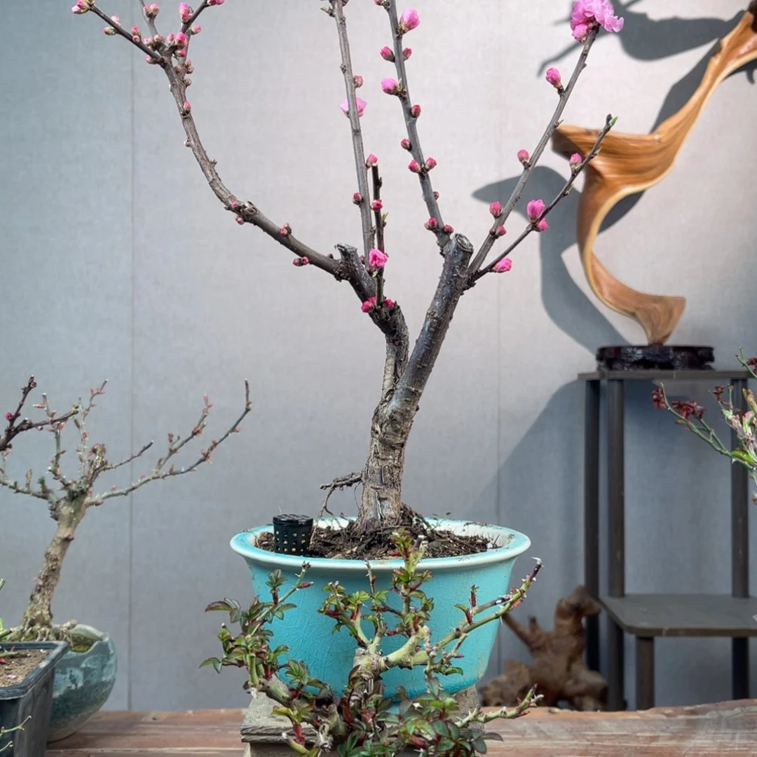 微月季盆景111111111小****)