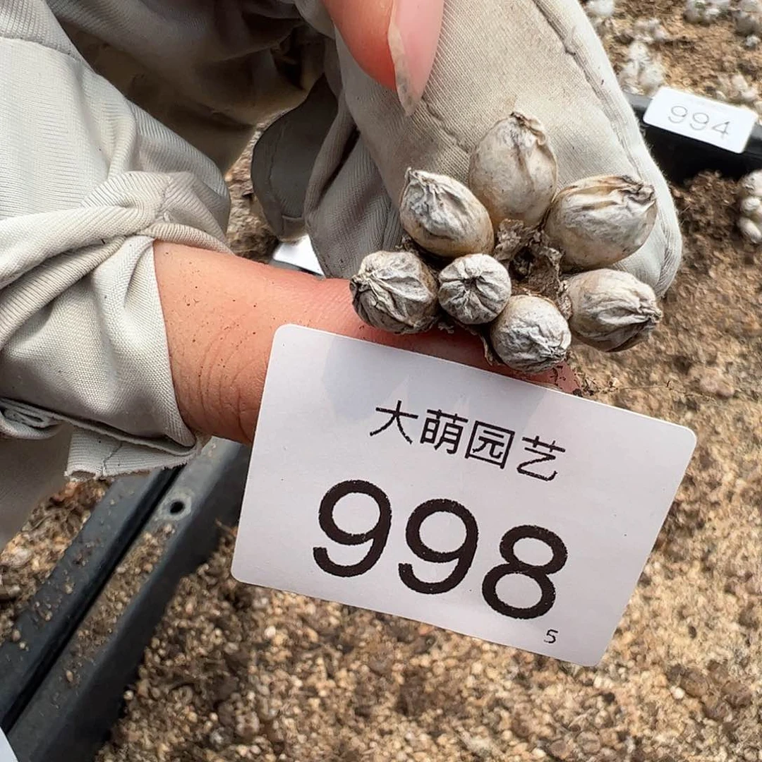 0000998 一物一拍……