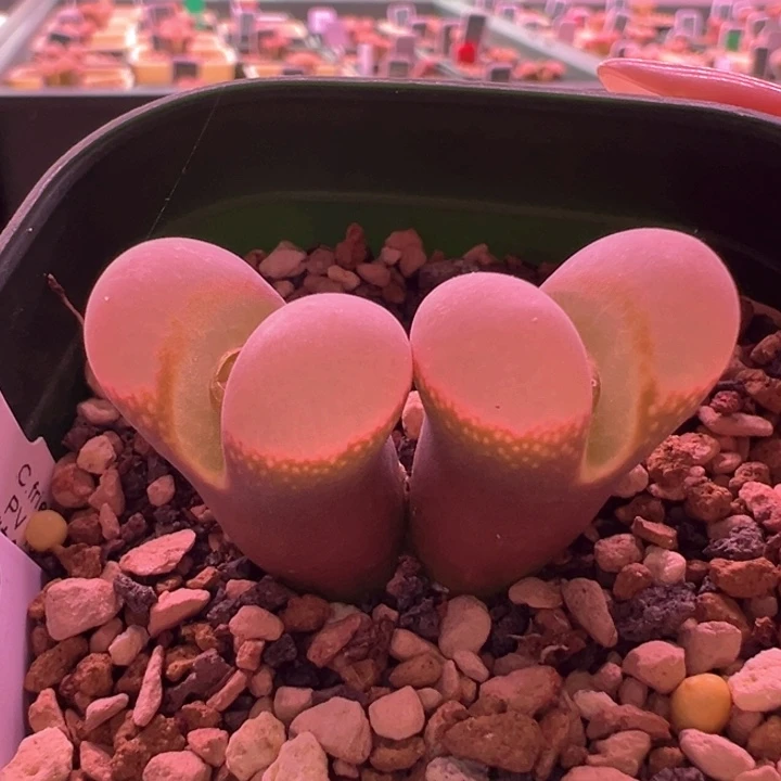 w622。青蛙5年pv1089鲑鱼粉。蛙哥原盆