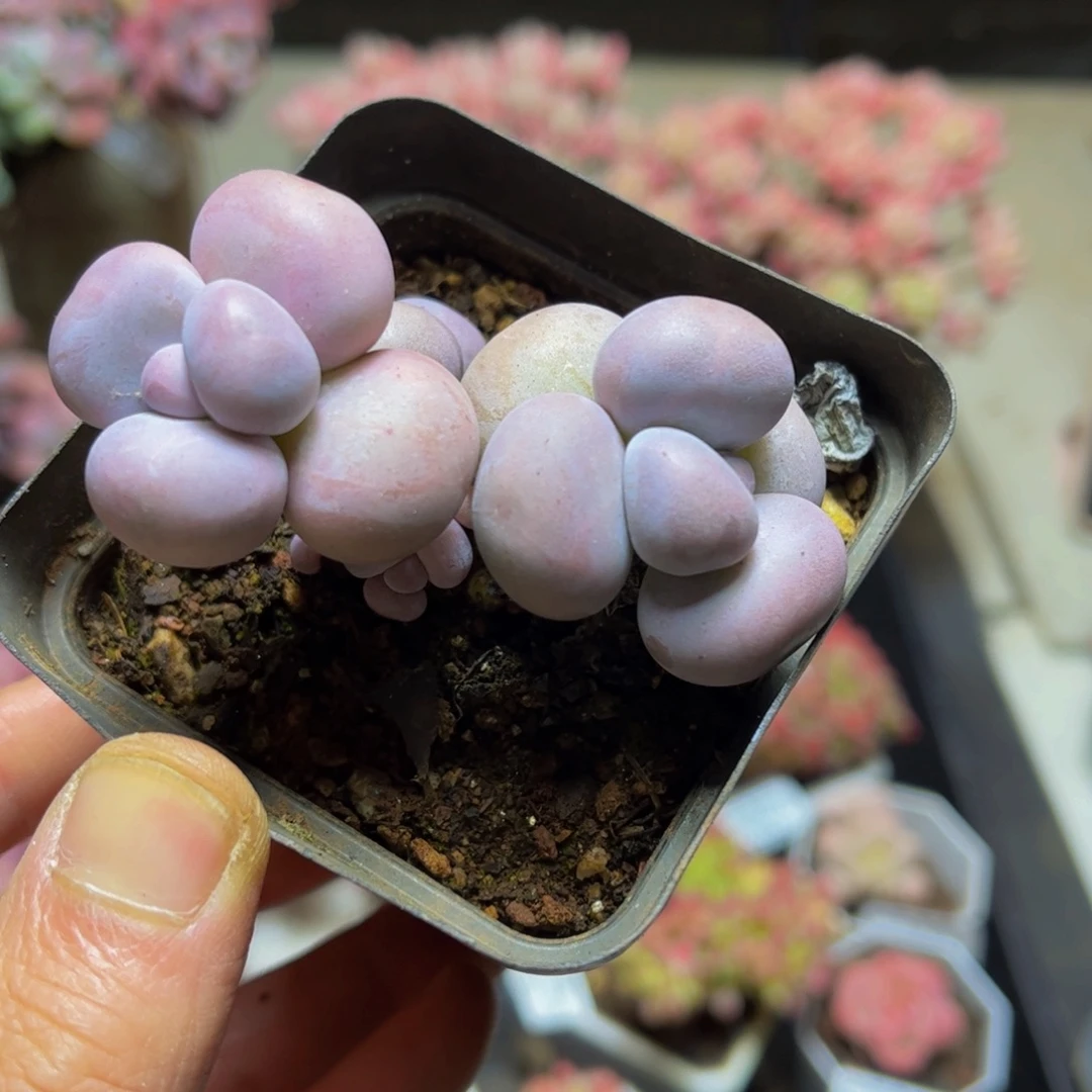 610乙女心缀化7厘米多肉