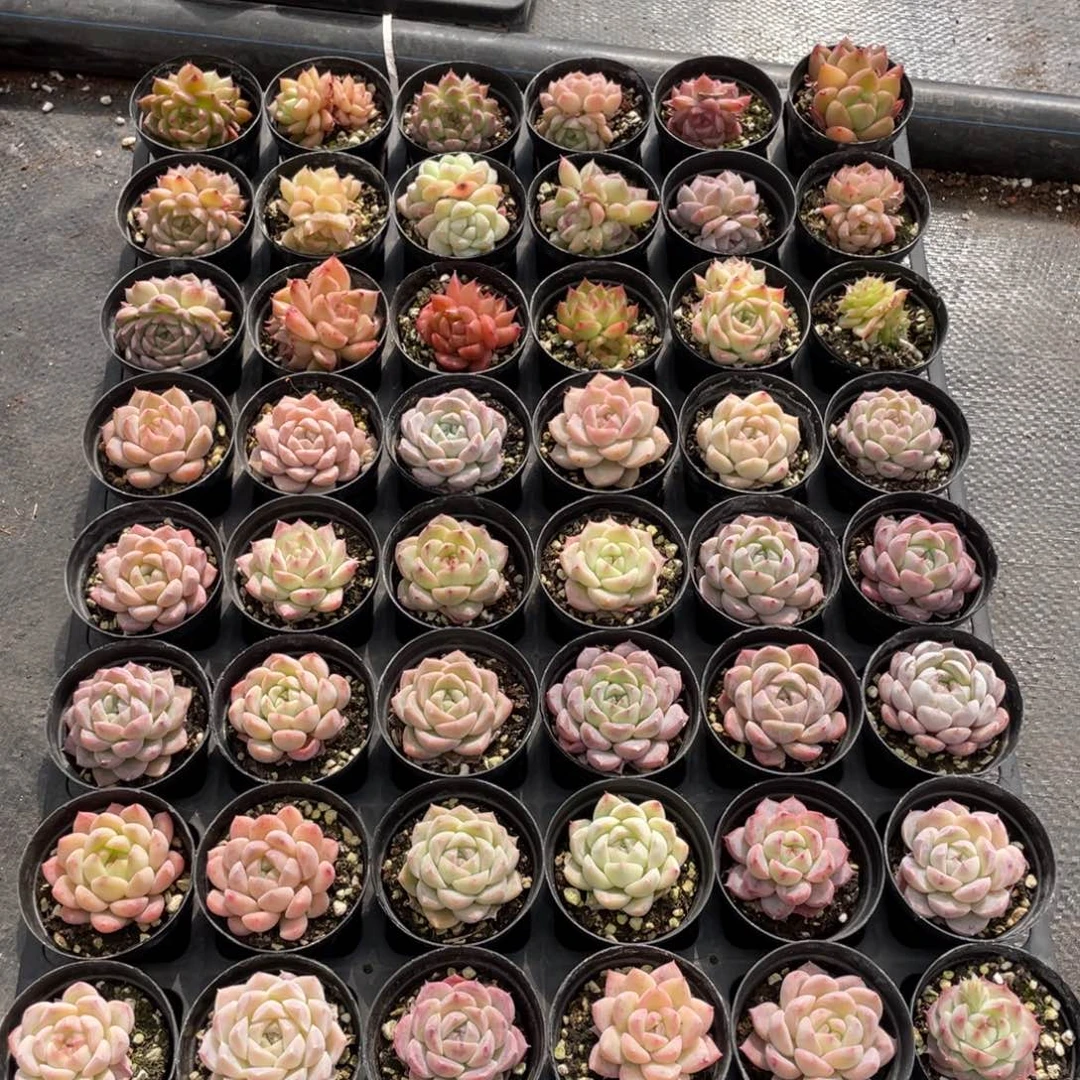 馥**生一物一拍48颗10-24