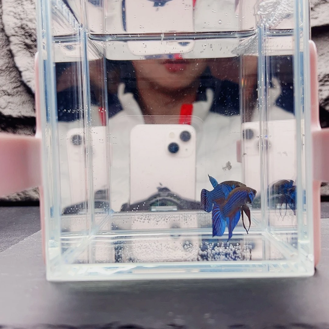 海水鱼宙斯斗鱼竞拍11-09