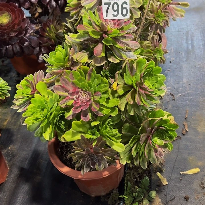 000000000000000796粉黛