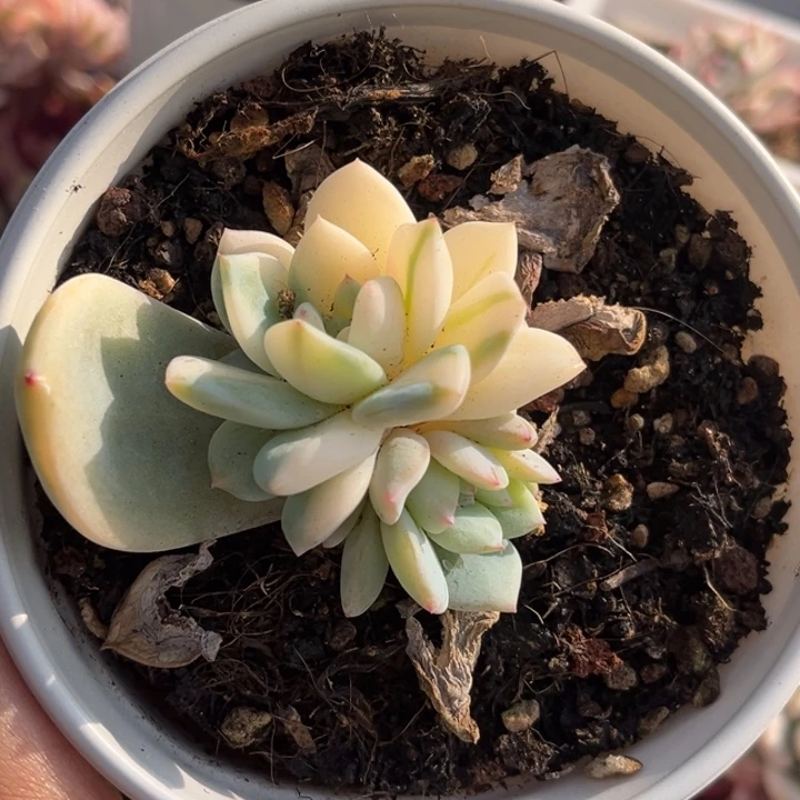 绅**雨橙梦露锦一颗价格