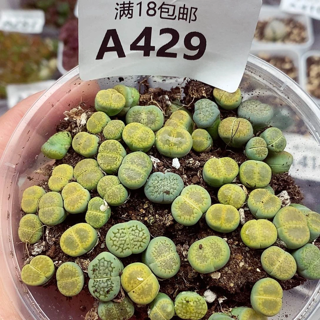 429来来来剧透莫挨