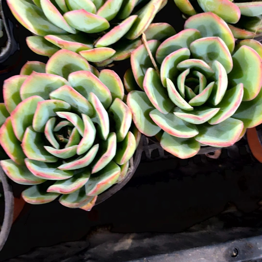 满6元包邮，大颗程露