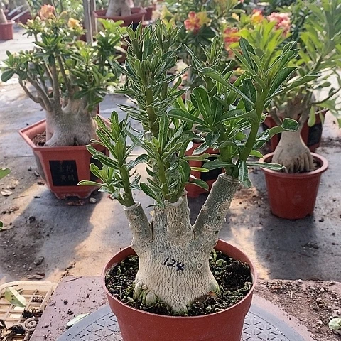 【闪购商品】无花朵小*度