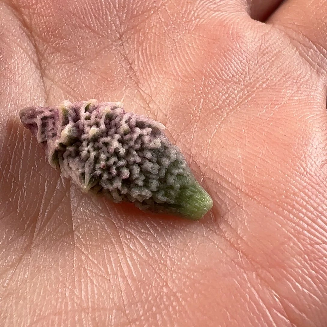 陶*李倒刺叶子多肉植物水泡