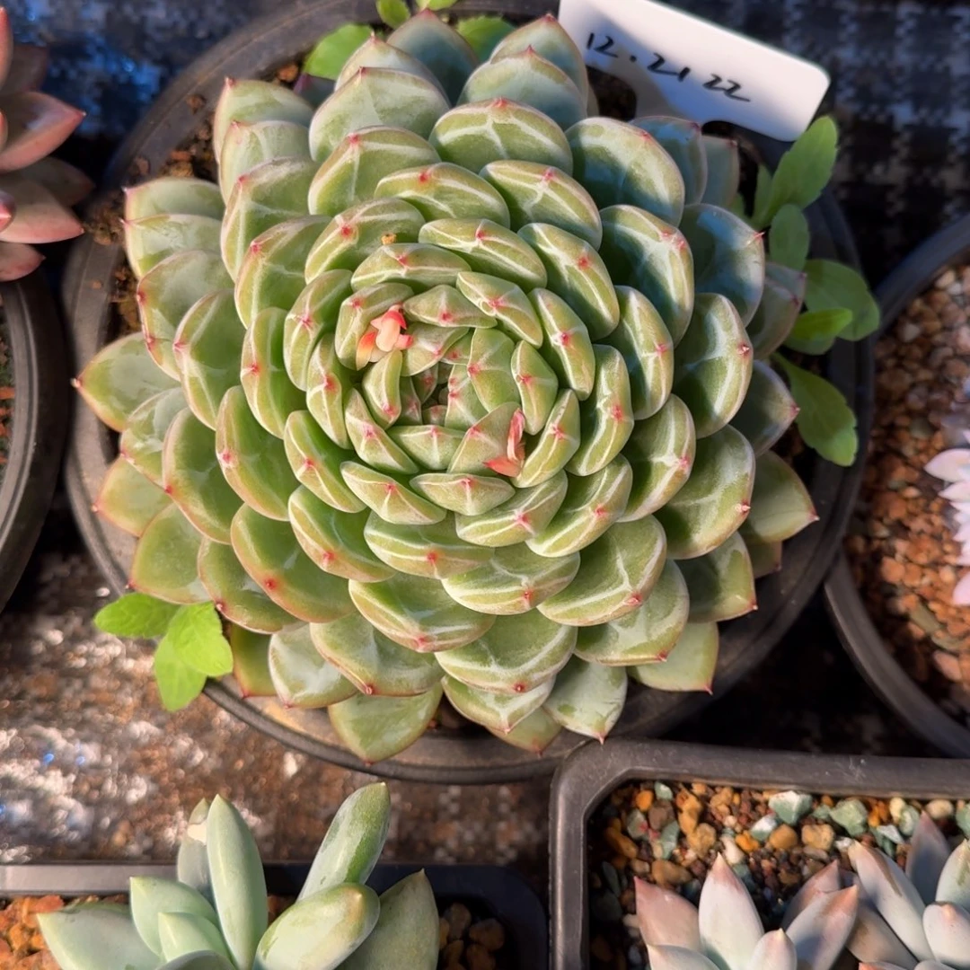 一物一拍雪华珍妮22