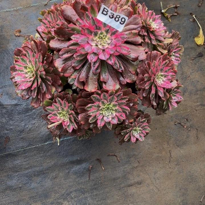 多肉法师389号奥黛丽不包损