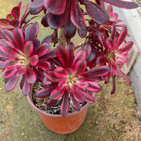 墨****生多肉植物魔法师锦。