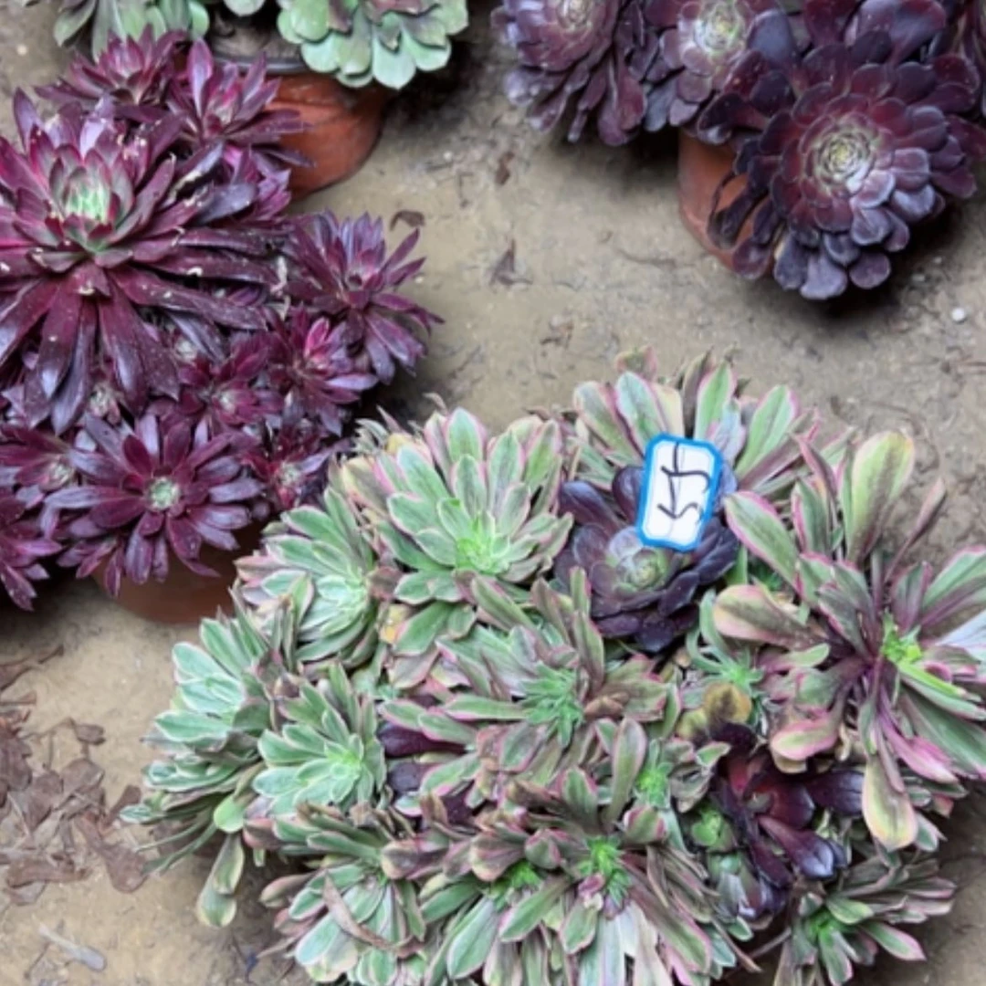 【闪购商品】多肉植物阴阳55