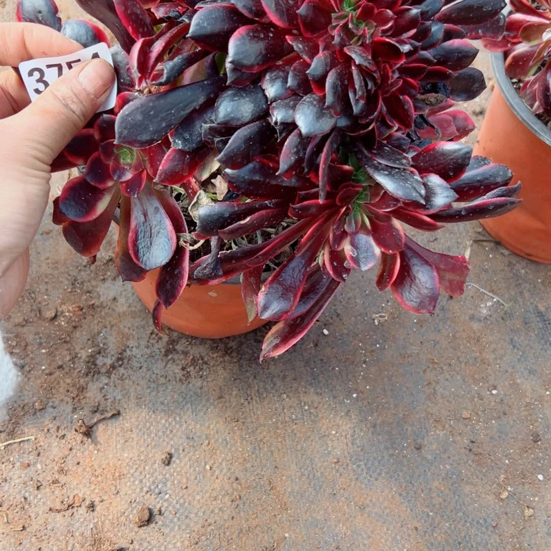 我3754 号多肉法师新年福利