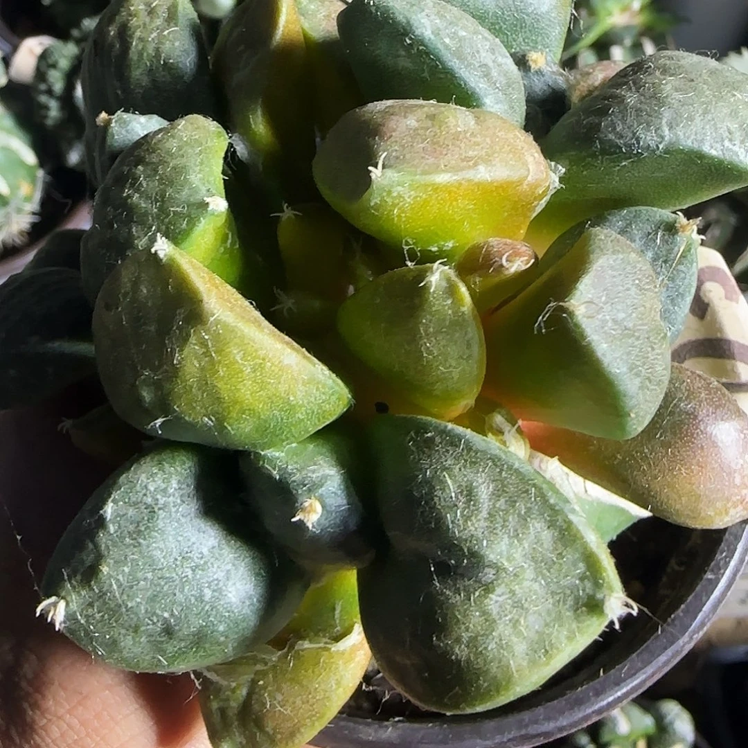 牛舌锦群头803。