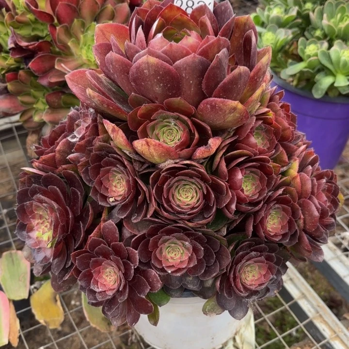 桃花石多肉处理不包断头2833