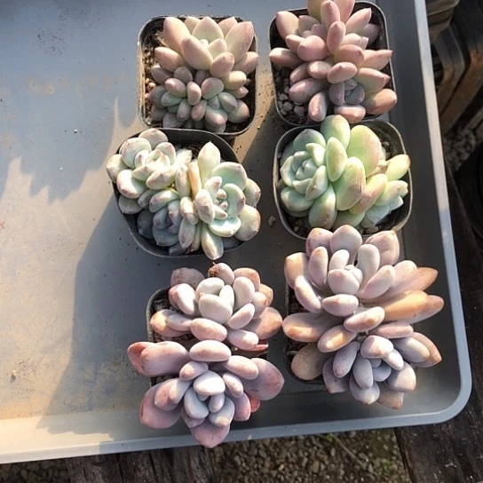 6颗仔细看图片，有多么好
