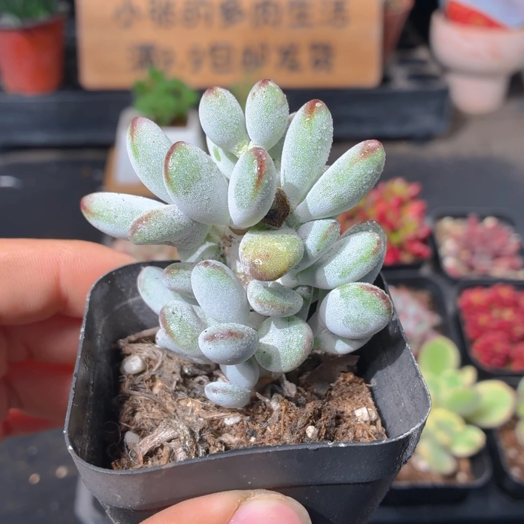 乒乓福娘多肉9.9包邮发货